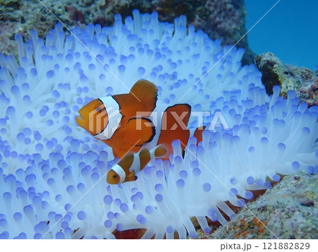 綺麗な白とピンク色のイソギンチャクの中で暮らす魚のカクレクマノミ 121882829