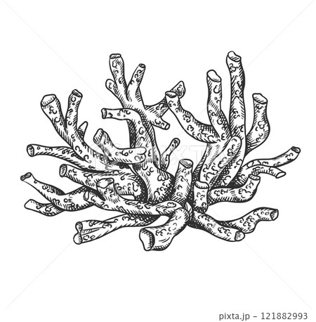 Vector illustration of sea and ocean coral plant. Isolated object on a white background. Tropical underwater element of natural bottom world. Hand drawn textured sketch on isolated background 121882993