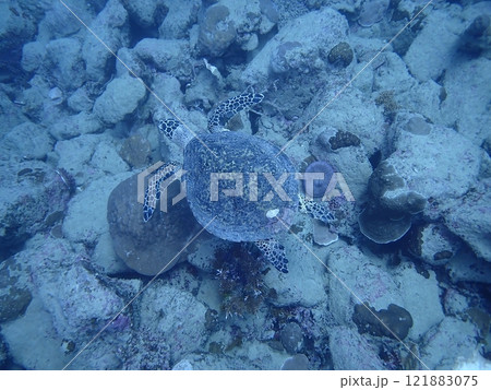 海の岩場を泳ぐウミガメのタイマイ 海の岩場を泳ぐウミガメのタイマイ 121883075