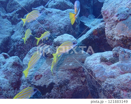 海の岩場を泳ぐ黄色い魚のヨスジフエダイ 121883149