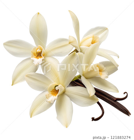 Vanilla sticks with blooming beautiful flowers isolated on the transparent background 121883274