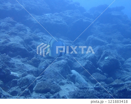 海の岩場を泳ぐ魚のアカククリ 121883418