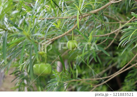 緑色の実をつけたキバナキョウチクトウ 121883521