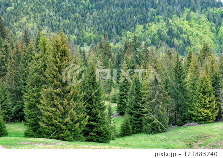 Lush green forest landscape showcasing vibrant trees and nature's tranquility in spring 121883740