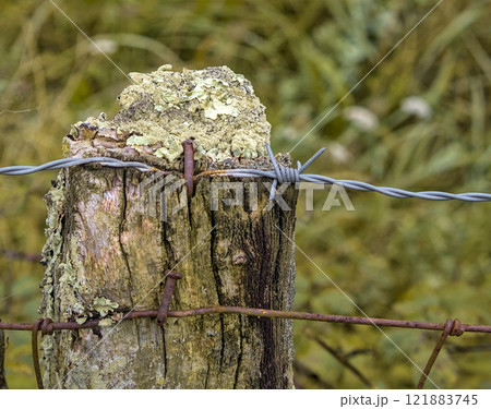 lichen covered post and barbed wire 121883745