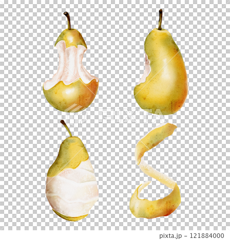 A pear core, a bitten pear and a peeled pear. Fruit peel. Green juicy pear. Leftovers of fruit and food. Organic waste. Watercolor illustration without background.  121884000