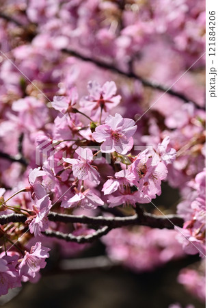 春イメージ(桜:河津桜) 春イメージ(桜:河津桜) 121884206