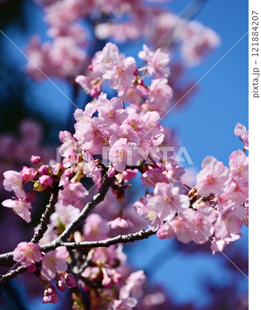 春イメージ(桜:河津桜) 春イメージ(桜:河津桜) 121884207