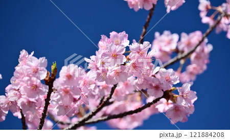 春イメージ（桜：河津桜） 121884208