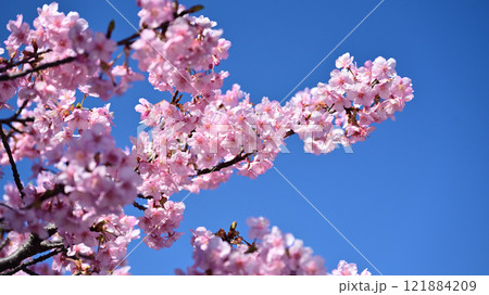 春イメージ(桜:河津桜) 春イメージ(桜:河津桜) 121884209