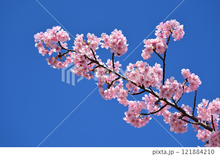 春イメージ(桜:河津桜) 春イメージ(桜:河津桜) 121884210