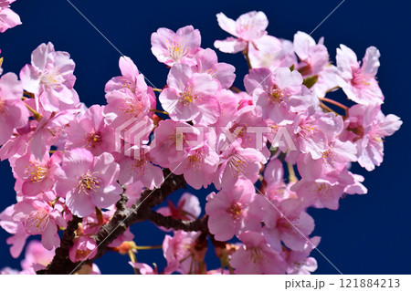 春イメージ（桜：河津桜） 121884213