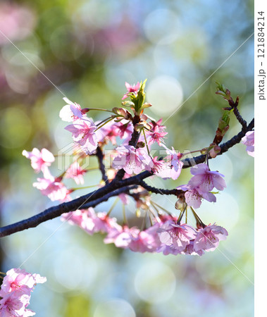 春イメージ(桜:河津桜) 春イメージ(桜:河津桜) 121884214
