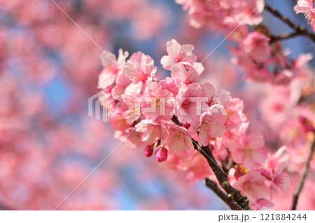 春イメージ（桜：河津桜） 121884244