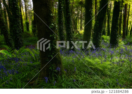 Green forest with blooming bluebells under bright sunlight near dense trees in springtime ambiance. Green forest with blooming bluebells under bright sunlight near dense trees in springtime ambiance. 121884286