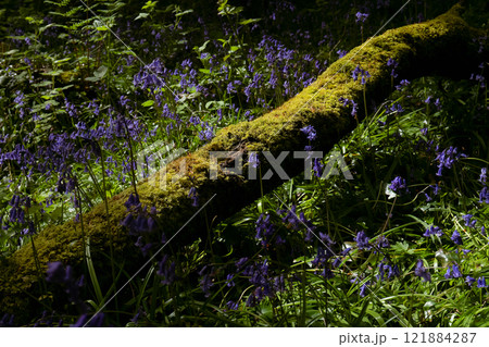 A mossy log is positioned amongst a dense patch of bluebells. The scene is shaded, with sunlight highlighting parts of the log and flowers. A mossy log is positioned amongst a dense patch of bluebells. The scene is shaded, with sunlight highlighting parts of the log and flowers. 121884287