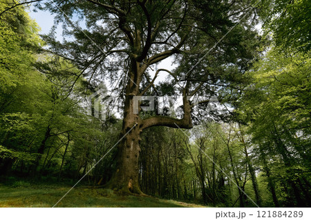 A mature cedar tree stands prominently. It has a thick trunk and wide-spreading branches. Smaller trees surround it. The scene is outdoors in daytime. A mature cedar tree stands prominently. It has a thick trunk and wide-spreading branches. Smaller trees surround it. The scene is outdoors in daytime. 121884289