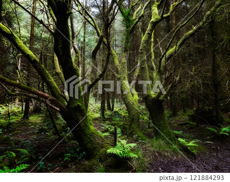 Green forest interior. Trees are heavily covered in moss. The ground shows various plants. The overall image appears shadowy and humid. Green forest interior. Trees are heavily covered in moss. The ground shows various plants. The overall image appears shadowy and humid. 121884293