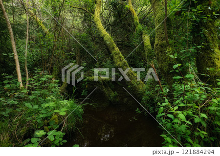 Tall trees draped in vibrant moss create a lush green canopy, while a quiet stream flows gently through the untouched forest, showcasing nature's beauty. 121884294