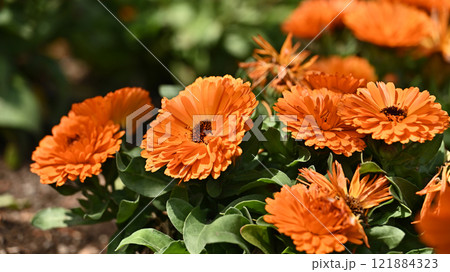 キンセンカ (カレンデュラ：Calendula officinalis) 121884323