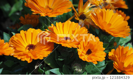 キンセンカ (カレンデュラ:Calendula officinalis) キンセンカ (カレンデュラ:Calendula officinalis) 121884329