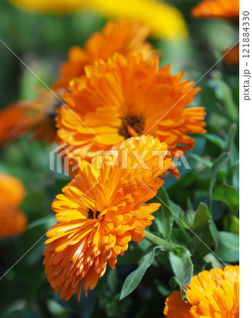 キンセンカ (カレンデュラ:Calendula officinalis) キンセンカ (カレンデュラ:Calendula officinalis) 121884330