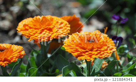 キンセンカ (カレンデュラ：Calendula officinalis) 121884341