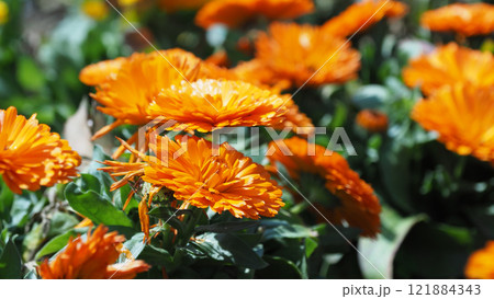 キンセンカ (カレンデュラ:Calendula officinalis) キンセンカ (カレンデュラ:Calendula officinalis) 121884343