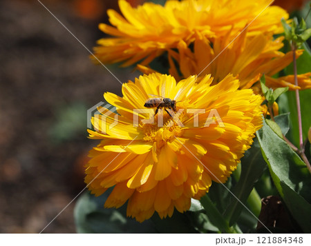 キンセンカ (カレンデュラ：Calendula officinalis) 121884348