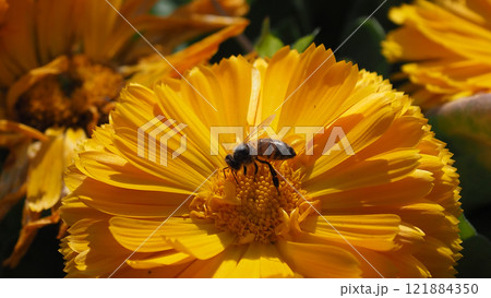 キンセンカ (カレンデュラ：Calendula officinalis) 121884350