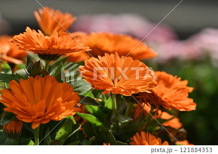 キンセンカ (カレンデュラ:Calendula officinalis) キンセンカ (カレンデュラ:Calendula officinalis) 121884353