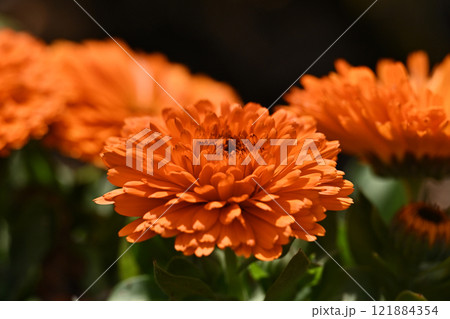 キンセンカ (カレンデュラ：Calendula officinalis) 121884354