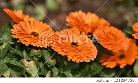キンセンカ (カレンデュラ:Calendula officinalis) キンセンカ (カレンデュラ:Calendula officinalis) 121884359