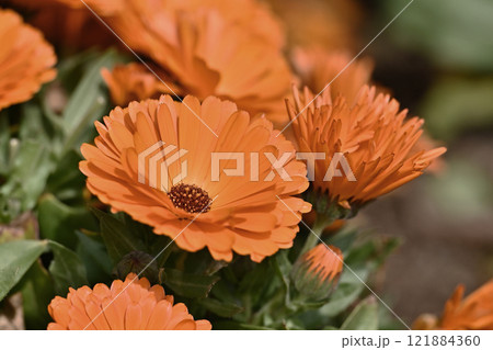 キンセンカ (カレンデュラ:Calendula officinalis) キンセンカ (カレンデュラ:Calendula officinalis) 121884360