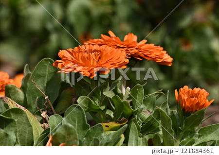 キンセンカ (カレンデュラ:Calendula officinalis) キンセンカ (カレンデュラ:Calendula officinalis) 121884361