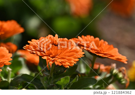 キンセンカ (カレンデュラ:Calendula officinalis) キンセンカ (カレンデュラ:Calendula officinalis) 121884362