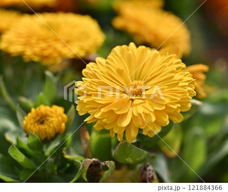 キンセンカ (カレンデュラ:Calendula officinalis) キンセンカ (カレンデュラ:Calendula officinalis) 121884366