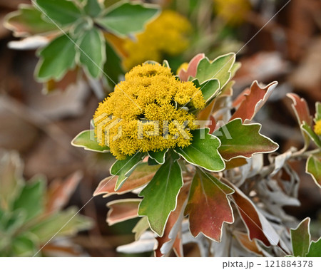 イソギク(Ajania pacifica) イソギク(Ajania pacifica) 121884378