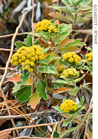 イソギク(Ajania pacifica) イソギク(Ajania pacifica) 121884379
