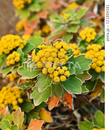 イソギク(Ajania pacifica) イソギク(Ajania pacifica) 121884381