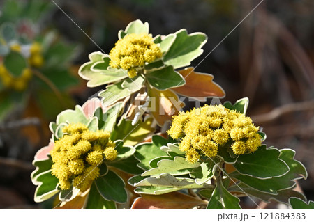 イソギク（Ajania pacifica） 121884383