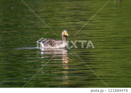 The greylag goose, Anser anser is a species of large goose The greylag goose, Anser anser is a species of large goose 121884478