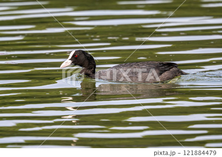 The Eurasian coot, Fulica atra swimming on the Kleinhesseloher Lake at Munich, Germany The Eurasian coot, Fulica atra swimming on the Kleinhesseloher Lake at Munich, Germany 121884479
