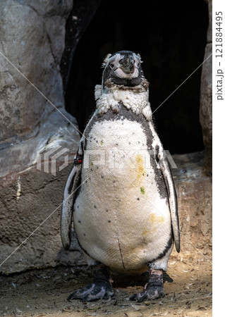 Humboldt Penguin, Spheniscus humboldti in a park Humboldt Penguin, Spheniscus humboldti in a park 121884495