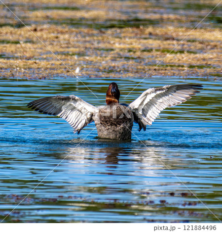 Common pochard, Aythya ferina swimming on a lake at Munich, Germany 121884496