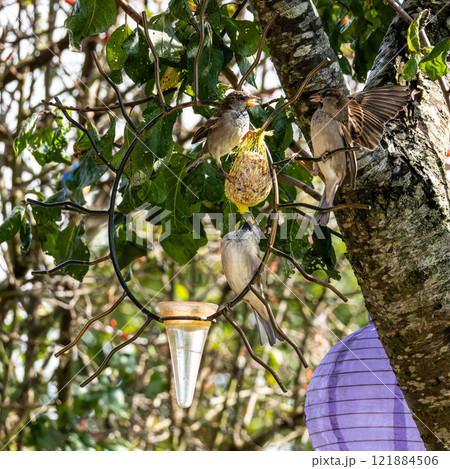 House sparrow bird, Passer domesticus perched on bird feeder containing birdseed. House sparrow bird, Passer domesticus perched on bird feeder containing birdseed. 121884506