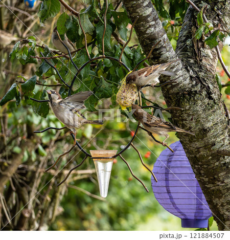 House sparrow bird, Passer domesticus perched on bird feeder containing birdseed. 121884507
