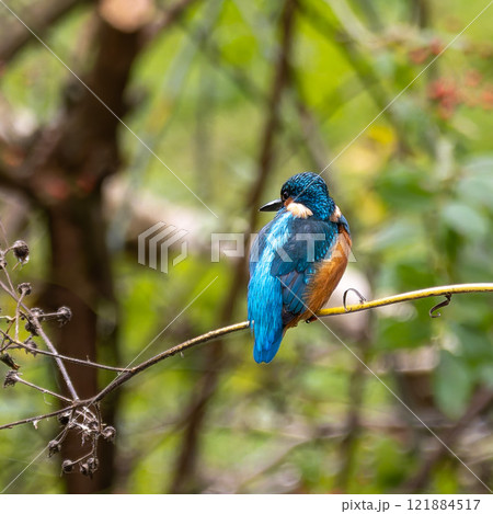 Common kingfisher, Alcedo atthis sitting on a beautiful branch above the river waiting for a fish 121884517