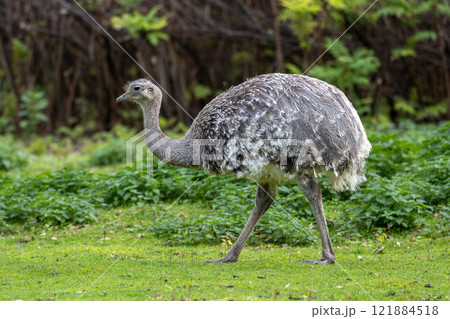 Darwin's rhea, Rhea pennata also known as the lesser rhea. 121884518