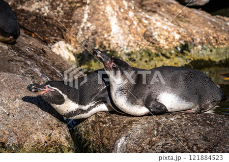 Humboldt Penguin, Spheniscus humboldti in a park 121884523